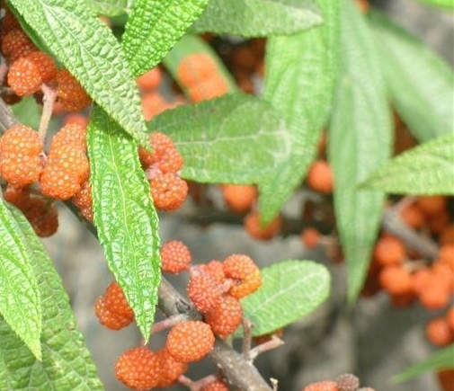 俗名叫米麻子的矮灌植物学名叫啥