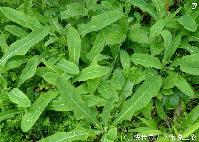 6月吃这些野菜,抑制白血病、去燥热、利尿安神