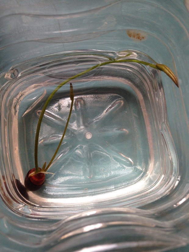 请教各位大神,我的碗莲11月8号种的到今天已经