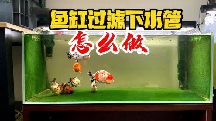 清遠(yuǎn)唐氏觀賞魚養(yǎng)殖場地址（清遠(yuǎn)唐氏觀賞魚養(yǎng)殖場地址電話）