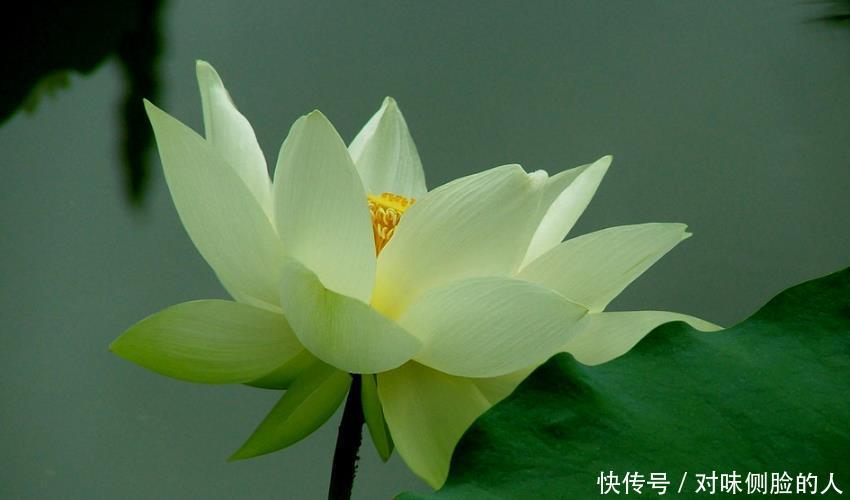 会挑老公的三大生肖女,婚后丈夫宠爱子女孝顺,一生多财又多福 乐虎国际娱乐e68