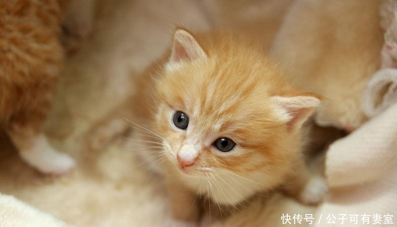 猫咪生孩子要注意什么?虽然不像人那样麻烦,但