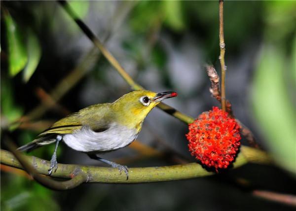 有,大人说果子有毒,农村娃却早已拿它当零食来