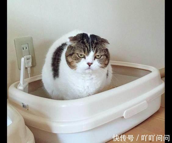 猫砂在新买的厕所表情包禁手盆里上猫咪,一脸努力嫌弃的图片