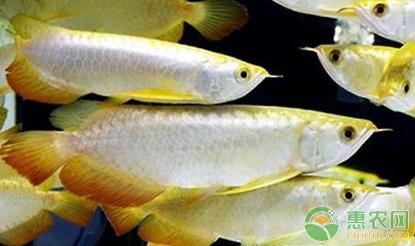 嘉祥縣世新觀賞魚(yú)水族館、（嘉祥縣世新觀賞魚(yú)水族館地址）