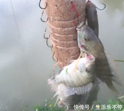 矿泉水瓶里挂满鱼钩后拿去钓鱼,拿上来后,上面