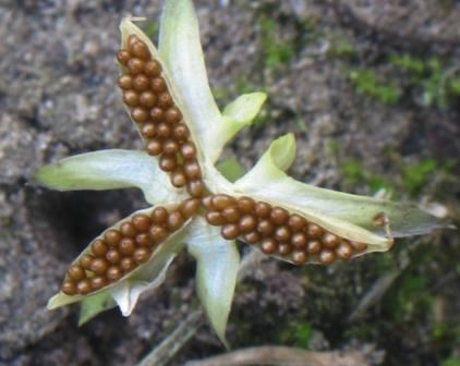 农村这种野菜，城里人都没见过，现在是农村的稀少良药