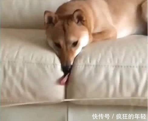 狗舌头恶搞视频,狗舌头有黑斑是好是坏