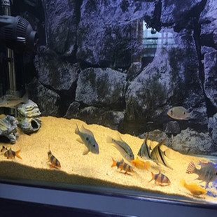 鄭州市上街區(qū)龍宮水族館（鄭州市上街區(qū)龍宮水族館地址）