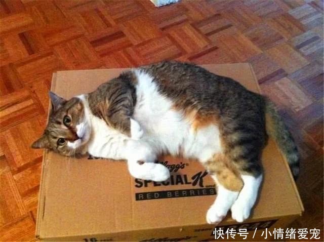 猫咪钻进快递箱,粗心主人给寄到千里之外,猫:这