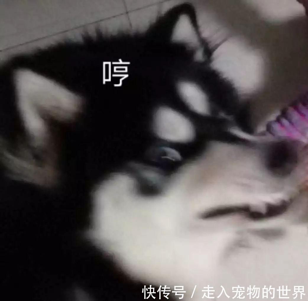 狗狗早晚都偷拍拉粑粑却被无良铲屎官出门,狗多的北林女生为什么图片