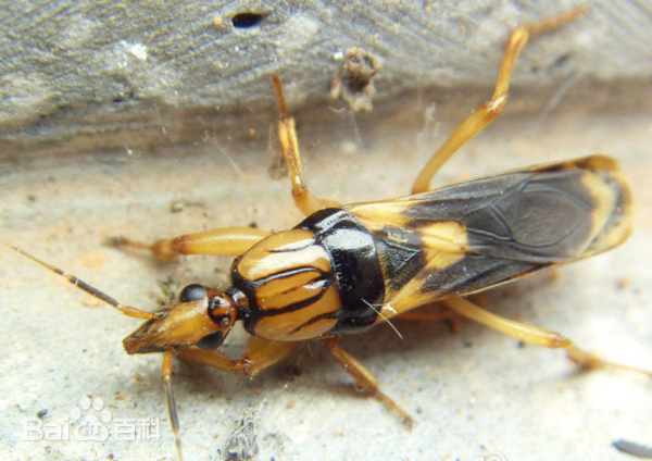 请问大家知道这是什么虫子吗?被咬了一口,很痛