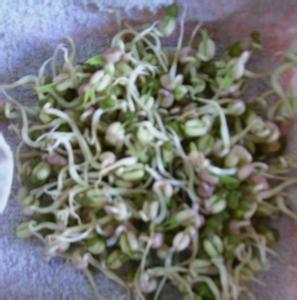绿豆发芽的过程 图片