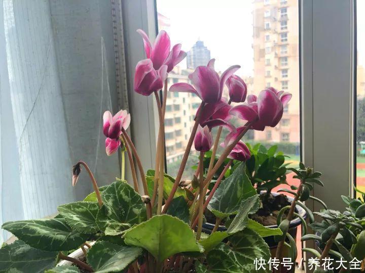 苹果皮可以养花吗 t01fc4851470804ae6d.jpg