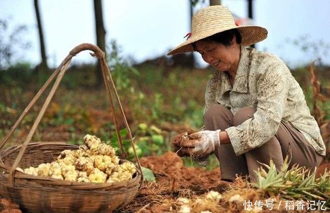 农民不种大蒜改种这种野货，市场价每斤百元，亩赚一万多