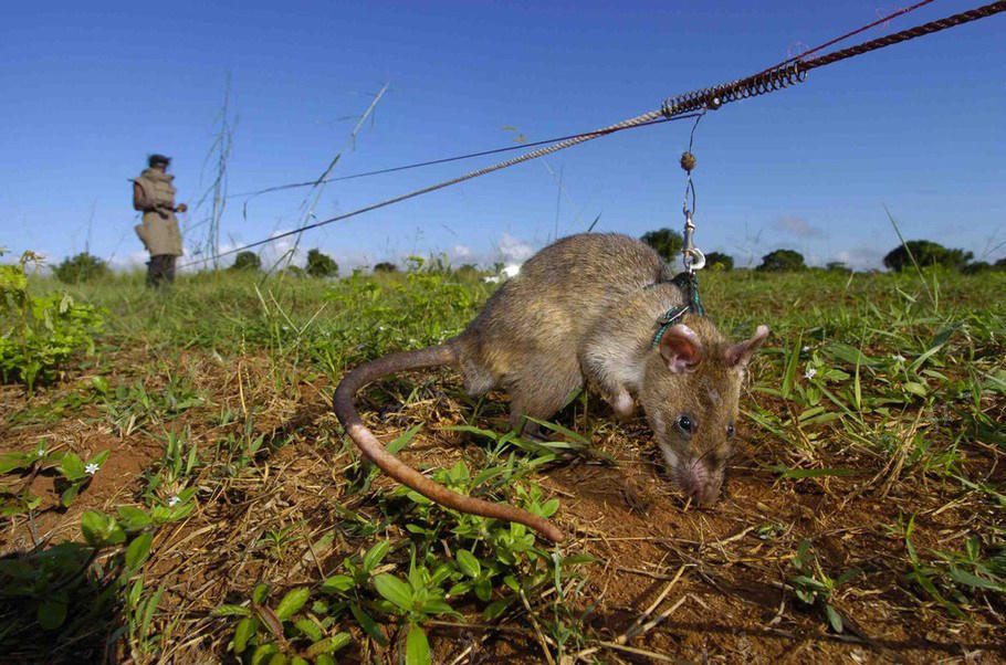 世界最大老鼠,每年拯救上千条人命,被誉为英雄