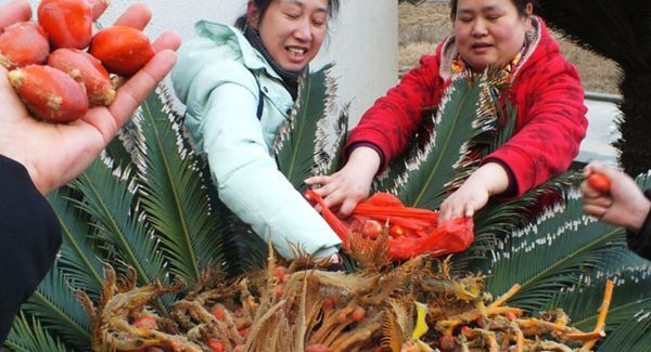 农村一铁树开花结果，结果遭村民哄抢，声称拿回家供着当传家宝！