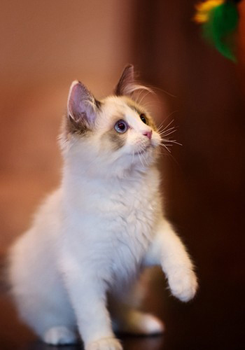 世界上最可爱的四大猫咪_360新知