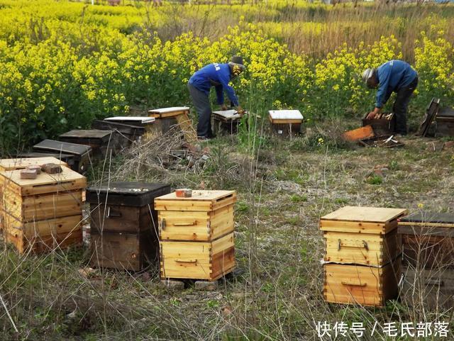 蜜蜂养殖技术|对实现规模化养蜂的八点建议
