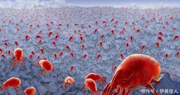 痘痘黑头不断出现,用家里常备的它俩,赶螨虫消