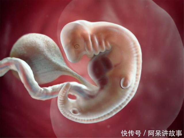 孕早期,孕中期,孕晚期,胎儿逐步变大,妈妈的内脏