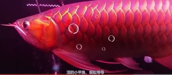 魚缸蓋子制作設計圖片（魚缸蓋子制作設計圖片大全） 觀賞魚市場（混養(yǎng)魚）