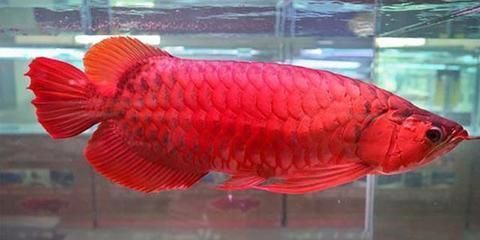 50草缸養(yǎng)了20條孔雀魚6條紅綠燈應(yīng)配什么工具魚 紅白錦鯉魚