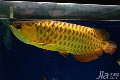 龍魚怎么改吃飼料（龍魚改吃飼料十天還不吃） 龍魚疾病與治療