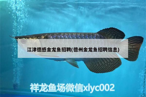 六角龍魚喂魚飼料行嗎vs祥龍魚場：六角龍魚與祥龍魚場提供的魚飼料價格相對較高但價格相對較高