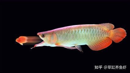 桂林市七星區(qū)洪宇魚匯 全國水族館企業(yè)名錄