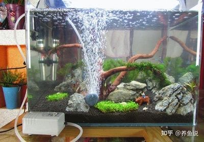 新買的魚到家了正在過水中看看怎么樣 赤荔鳳冠魚