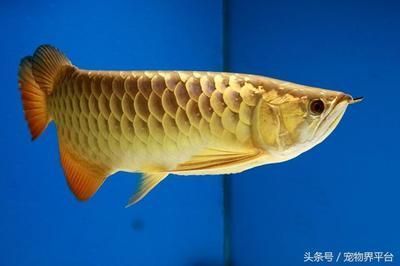 勐臘縣魚水樂熱帶觀賞魚繁育（勐臘水上樂園）