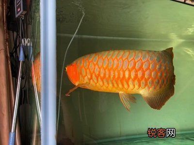 南京市鼓楼区云和生水族用品店（南京市鼓楼区云和生水族用品店电话号码）