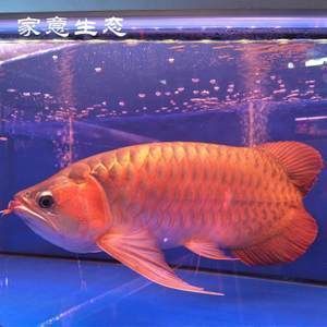 淡水鯊魚：淡水鯊魚有幾種 帝王血鉆魚