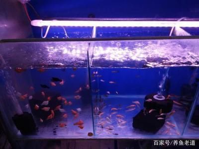 太原買魚缸的地方在哪里（太原買魚缸的地方在哪里?。?觀賞魚市場(chǎng)（混養(yǎng)魚）