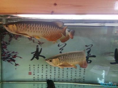 紅龍魚適合多少度水溫養(yǎng)殖（紅龍魚適合多少度水溫養(yǎng)殖呢）