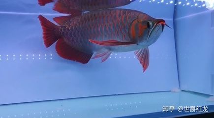 邯鄲水族館龍魚可以放水草嗎？