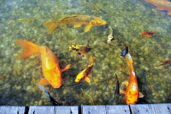 魚缸里面養(yǎng)鯉魚怎么才能養(yǎng)活（魚缸里面養(yǎng)鯉魚怎么才能養(yǎng)活呢）