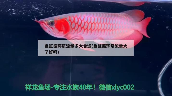 魚缸的設(shè)備與設(shè)施有哪些呢