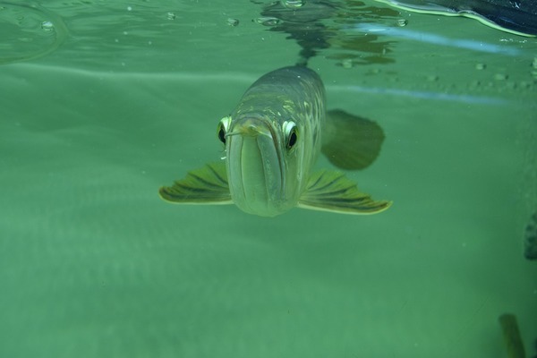 品牌魚缸排名第一名（品牌魚缸排名第一名有哪些）