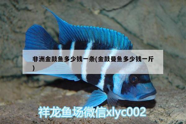 甘孜藏族自治州水族批發(fā)市場：甘孜批發(fā)-大口徑pe管-量大優(yōu)惠 全國觀賞魚市場 第2張