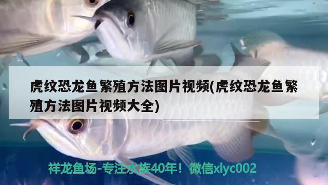 流浪10天的石家莊白貓找到了：流浪10天的石家莊白貓找到了白南瓜煮白粥可以加枸杞紅