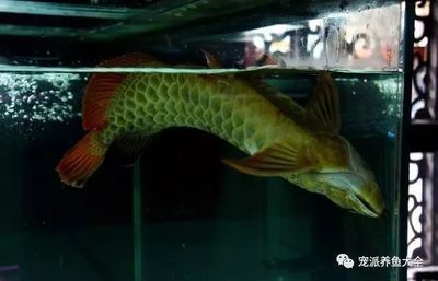 泗水縣泗河辦年年有魚海洋水族館（泗水魚場）