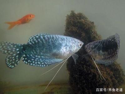 鄂州魚缸發(fā)動機哪里買的多啊知乎（鄂州魚缸發(fā)動機哪里買的多啊知乎） 觀賞魚市場（混養(yǎng)魚）