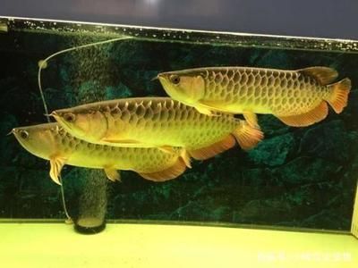 哈爾濱道外區(qū)花鳥魚市場大宇水族商店