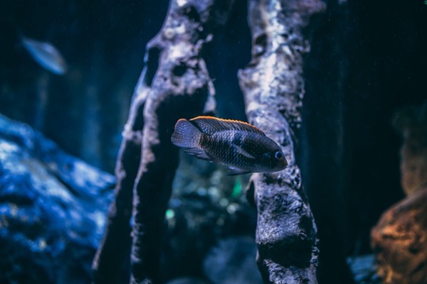 遵義哪里有賣魚缸的,一般多少錢（遵義哪里有賣魚缸的,一般多少錢一個）