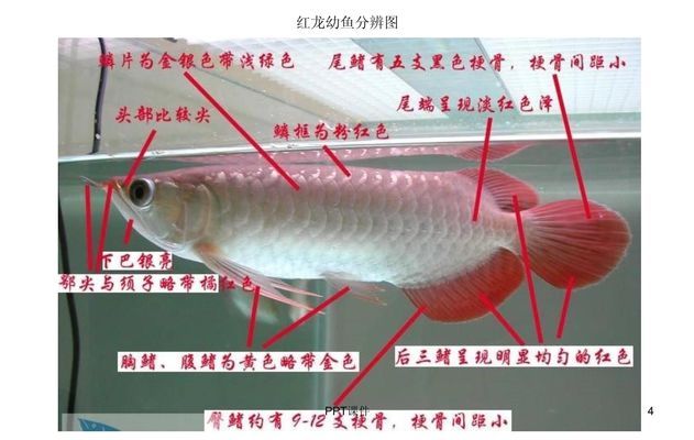 My baby Banjar Red <strong><mark>arowana</mark></strong>na is in Chennai.