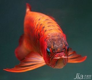 一米六的魚缸養(yǎng)什么魚（一米六的魚缸養(yǎng)什么魚好看）