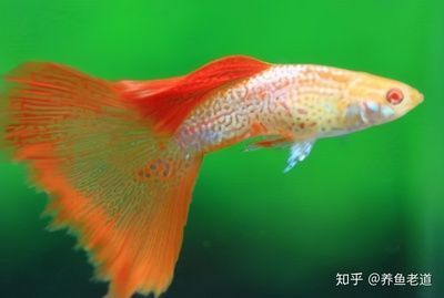 golden <strong><mark>arowana</mark></strong> modelGuiqiu four corner overflow suction problem