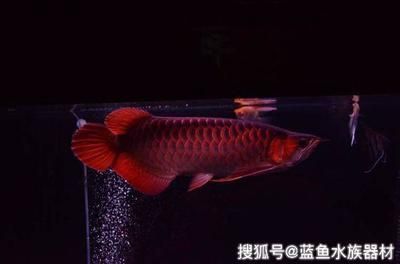 濱州魚缸清洗公司電話號(hào)碼多少（濱州觀賞魚）